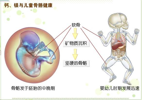 微量元素分析仪品牌与人体骨骼健康?kaifa